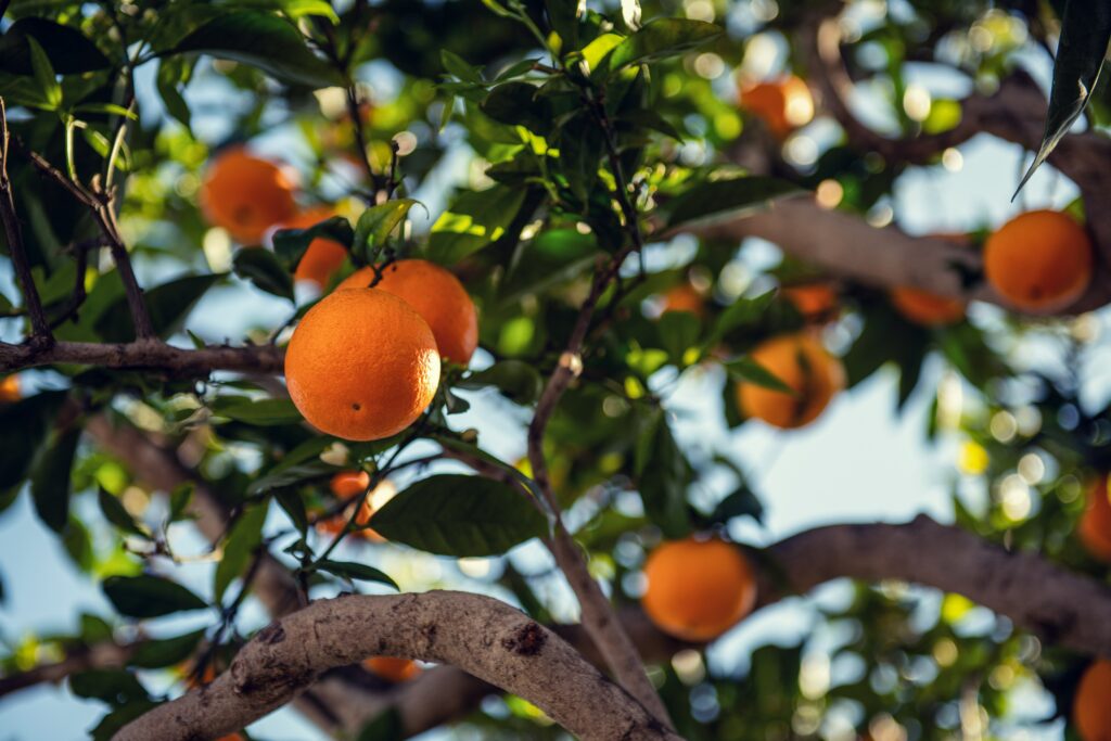 An orange tree bursting with ripe fruit